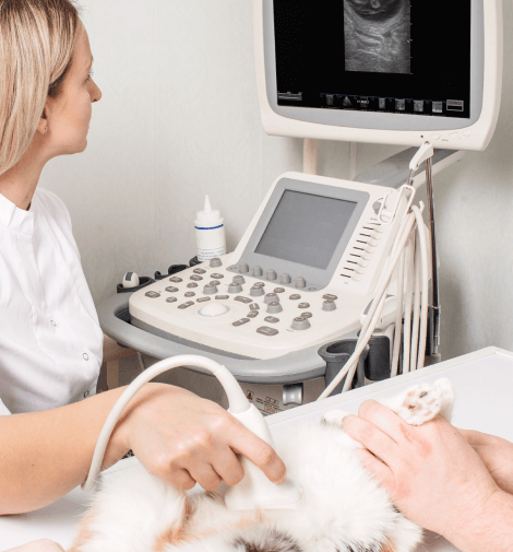 Abdominal Ultrasound